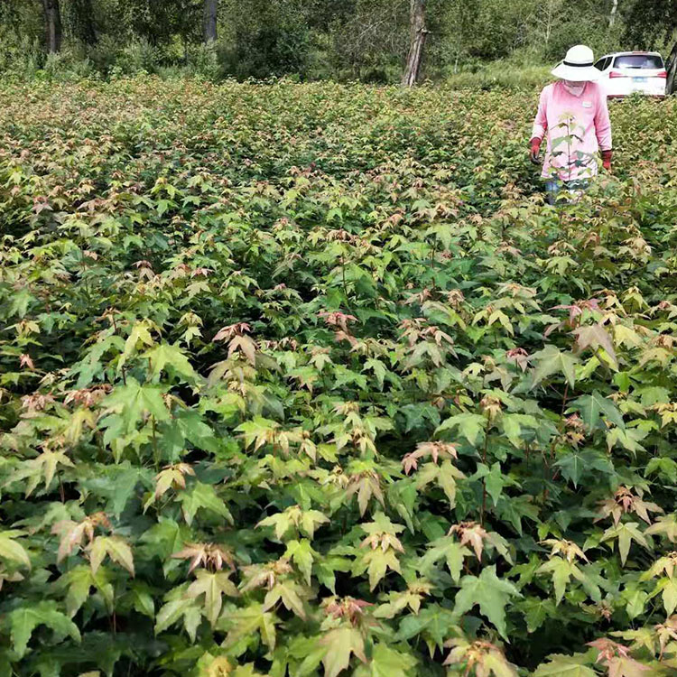 庭院绿化 五角枫苗 品种优良 刘家苗圃基地种植