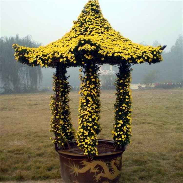 山东国庆菊摆放造型花卉 国庆菊颜色齐全 厂区组摆花卉国庆菊 数量多价格低 江瑞园艺