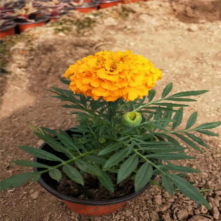 节日摆放花卉万寿菊 公园摆放种植花卉万寿菊 厂区门口摆放花卉种植基地 节日