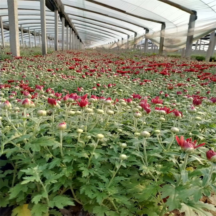 青州国庆菊繁殖基地 国庆菊花境种植花卉 江瑞园艺承接国庆菊种植组摆工程施工