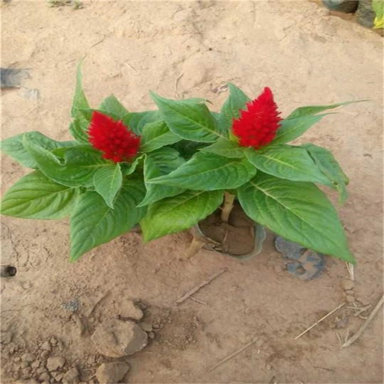 节日组摆草花繁殖基地 花坛种植一支笔花 花箱绿化种植花卉一支笔 节日