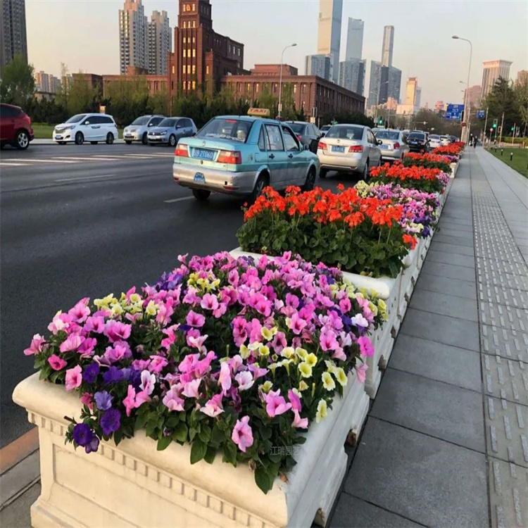 青州组摆花卉种植基地 广场组摆花卉摆放与施工 节日组摆花卉孔雀草出售 江瑞