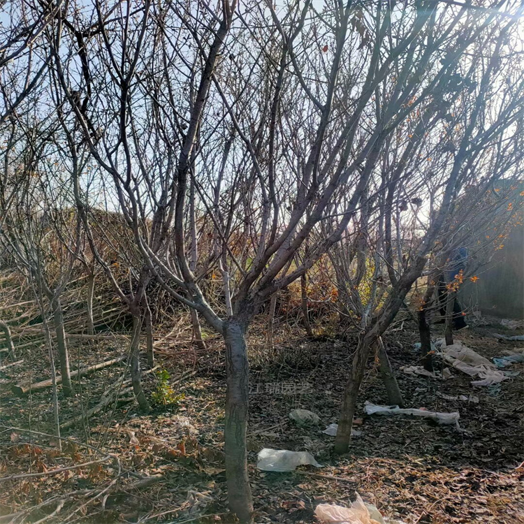 山东樱花树种植基地 日本晚樱绿化行道树 公园路旁绿化樱花树 规格齐全 欢迎选购