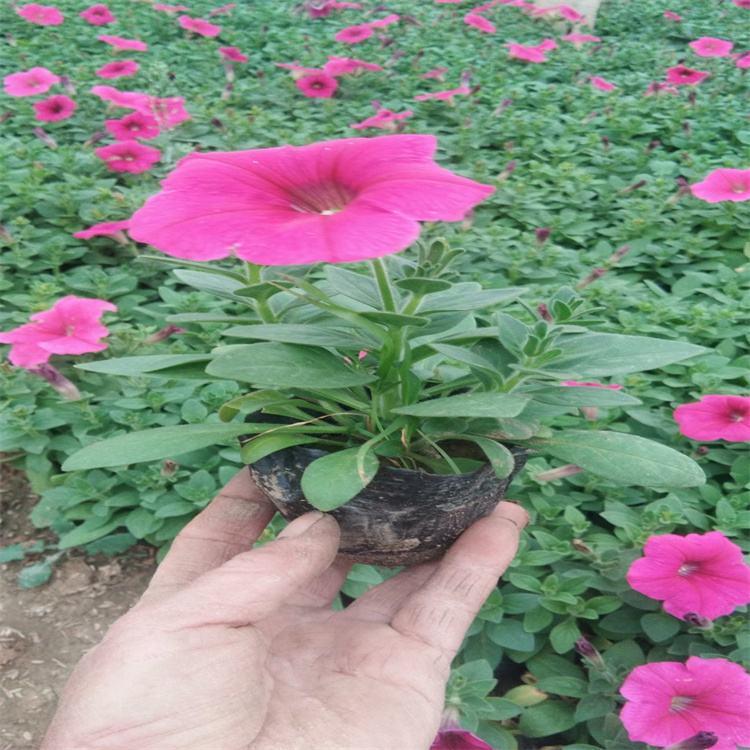 组摆花卉矮牵牛 广场摆放花卉矮牵牛繁育基地 数量多价格低 江瑞园艺设计施工组摆花卉