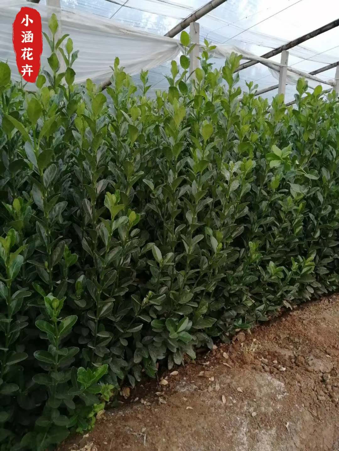 大叶黄杨  冬青小苗  冬青  绿化工程苗  小涵花卉