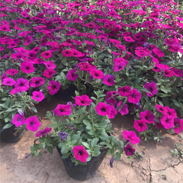 红牵牛价格 垂吊牵牛价格 小涵花卉