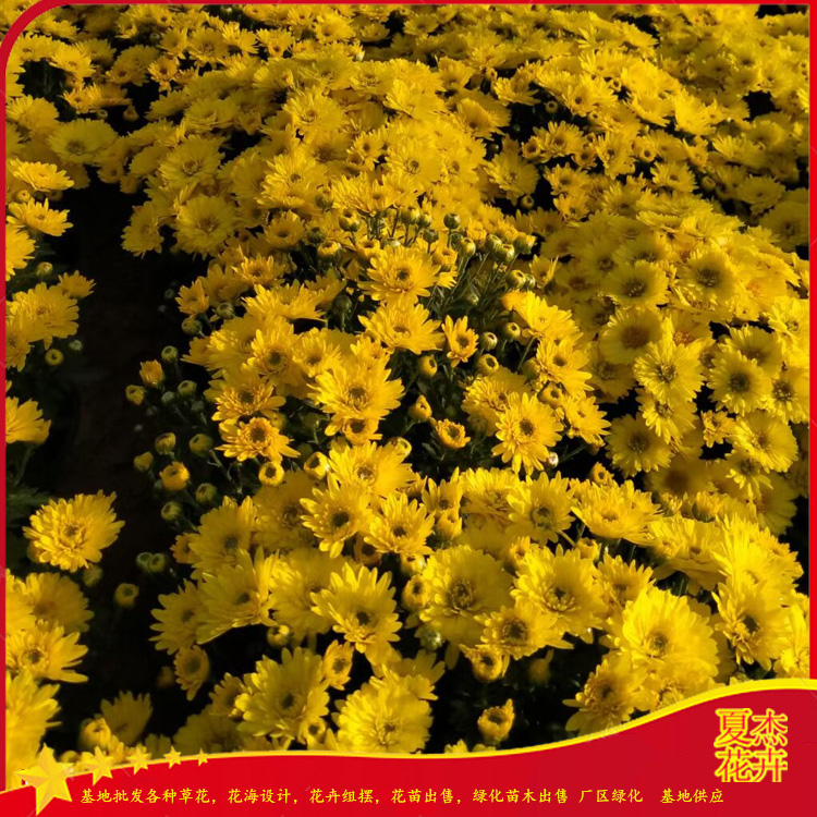 国庆菊批发价格 国庆菊种植厂家 十一组摆用国庆菊出售 