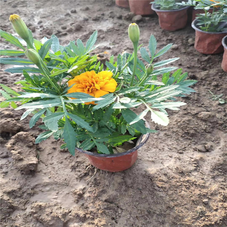 山东孔雀草市政绿化摆放花卉 孔雀草花箱种植花卉 国庆节组摆花卉孔雀草