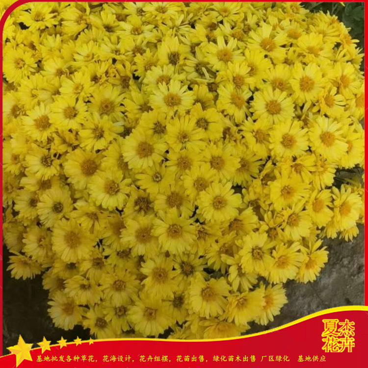 山东国庆菊出售 国庆菊批发价格 国庆菊小苗出售 