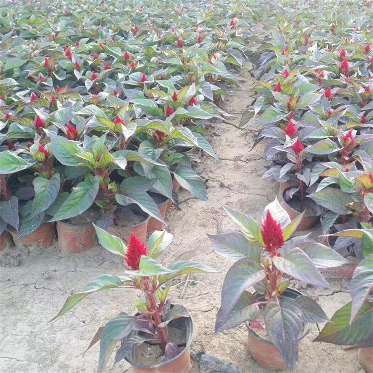 青州草花培育基地 组摆花卉一支笔 十一国庆节摆放花卉一支草花 夏杰花卉广场摆放承接设计与施工