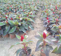 青州草花培育基地 组摆花卉一支笔 十一国庆节摆放花卉一支草花 夏杰花卉广场摆放承接设计与施工