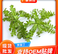 速冻荠菜 速冻荠菜野菜 荠菜馅饺子馅荠菜食材 野菜荠菜馅批发 厂家供应