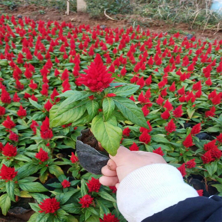 天津广场摆放花卉一支笔 红叶一支笔原产地 绿叶一支笔耐观赏 江瑞