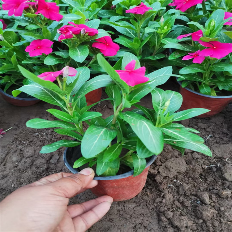 青州天天开多色系花卉 长春花花柱种植花卉 天天开移栽成活高 江瑞花卉街道批发