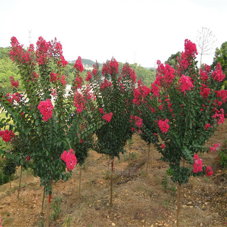 山东百日红绿化树木基地 百日红也称紫薇树 花姿优美 花期长 江瑞园艺
