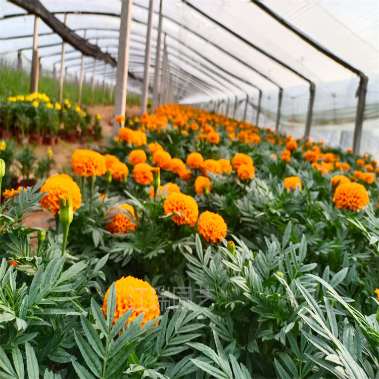 河北广场组摆花卉万寿菊 万寿菊路旁种植花卉 颜色齐全 移栽成活高 江瑞