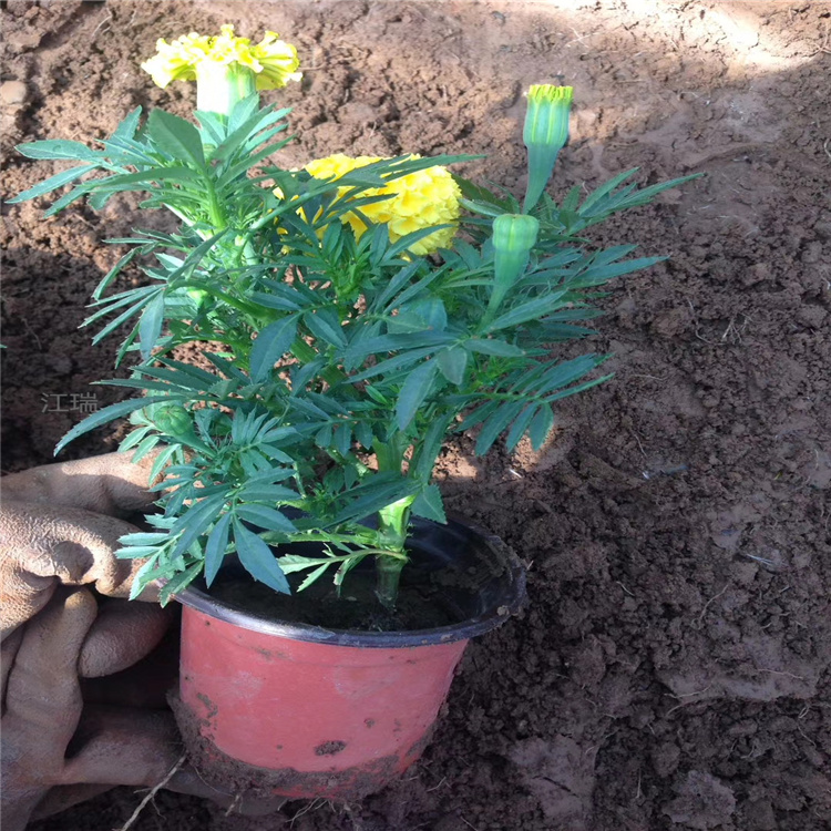 万寿菊节日组摆花卉 万寿菊基地直发 花姿优美耐观赏 江瑞草花基地