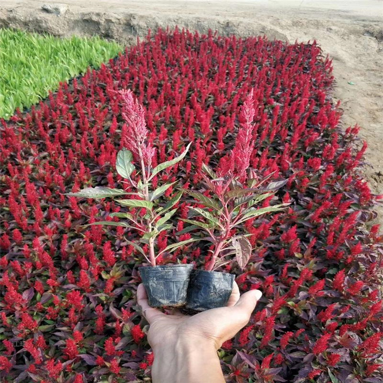 公园种植摆放花卉一支笔 一支花期长 红叶 绿叶一支笔数量多价格低 欢迎咨询