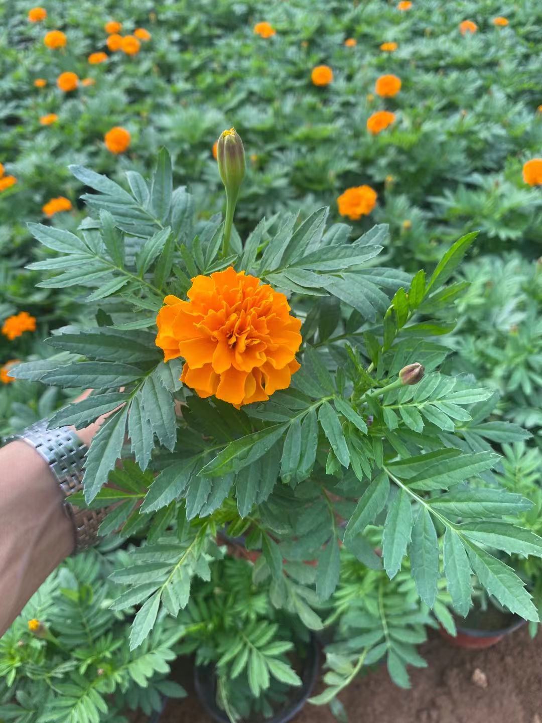 孔雀草  孔雀草价格 多色孔雀草  小涵花卉