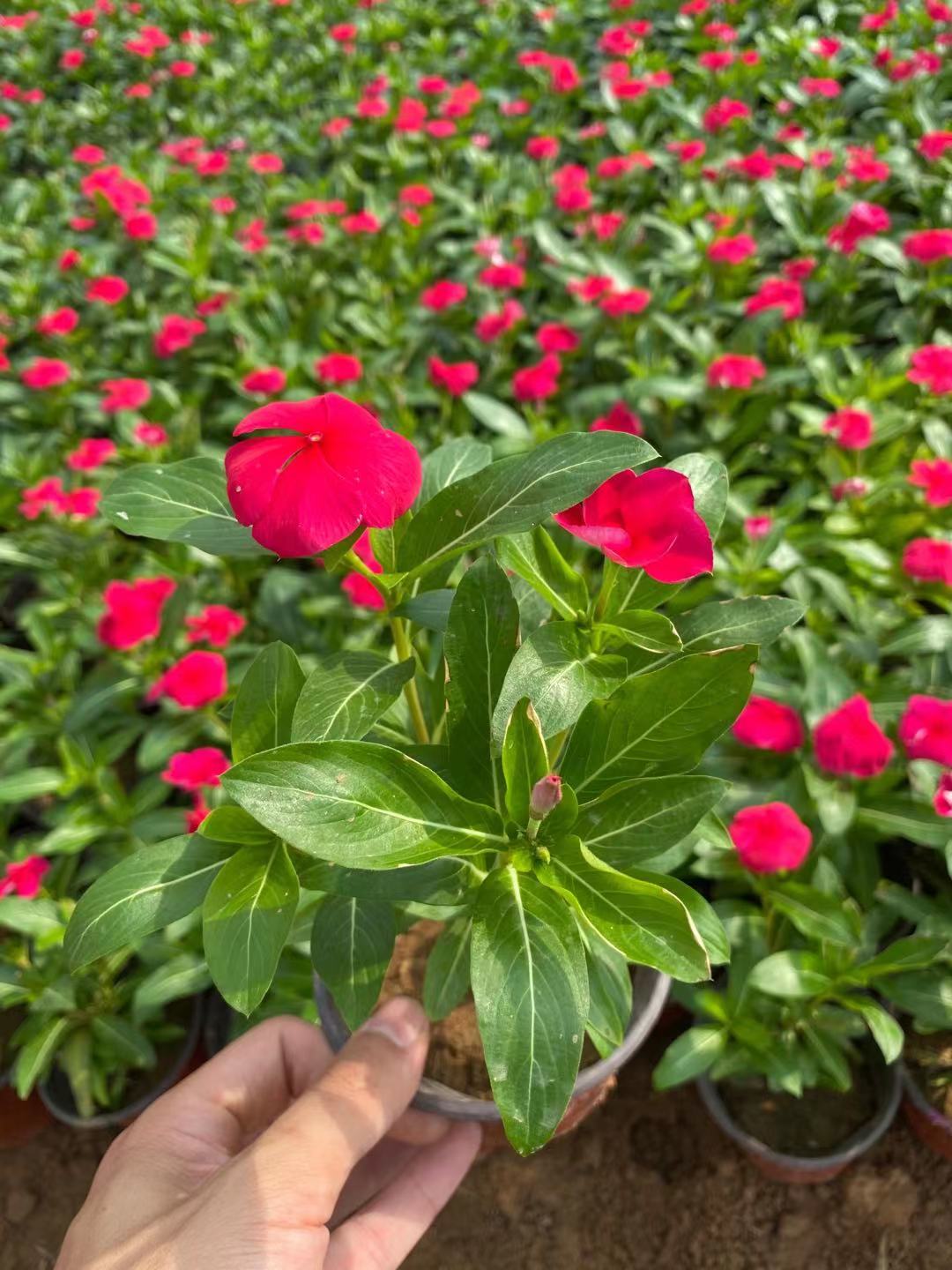 天天开   天天开价格 时令花卉 长春花价格