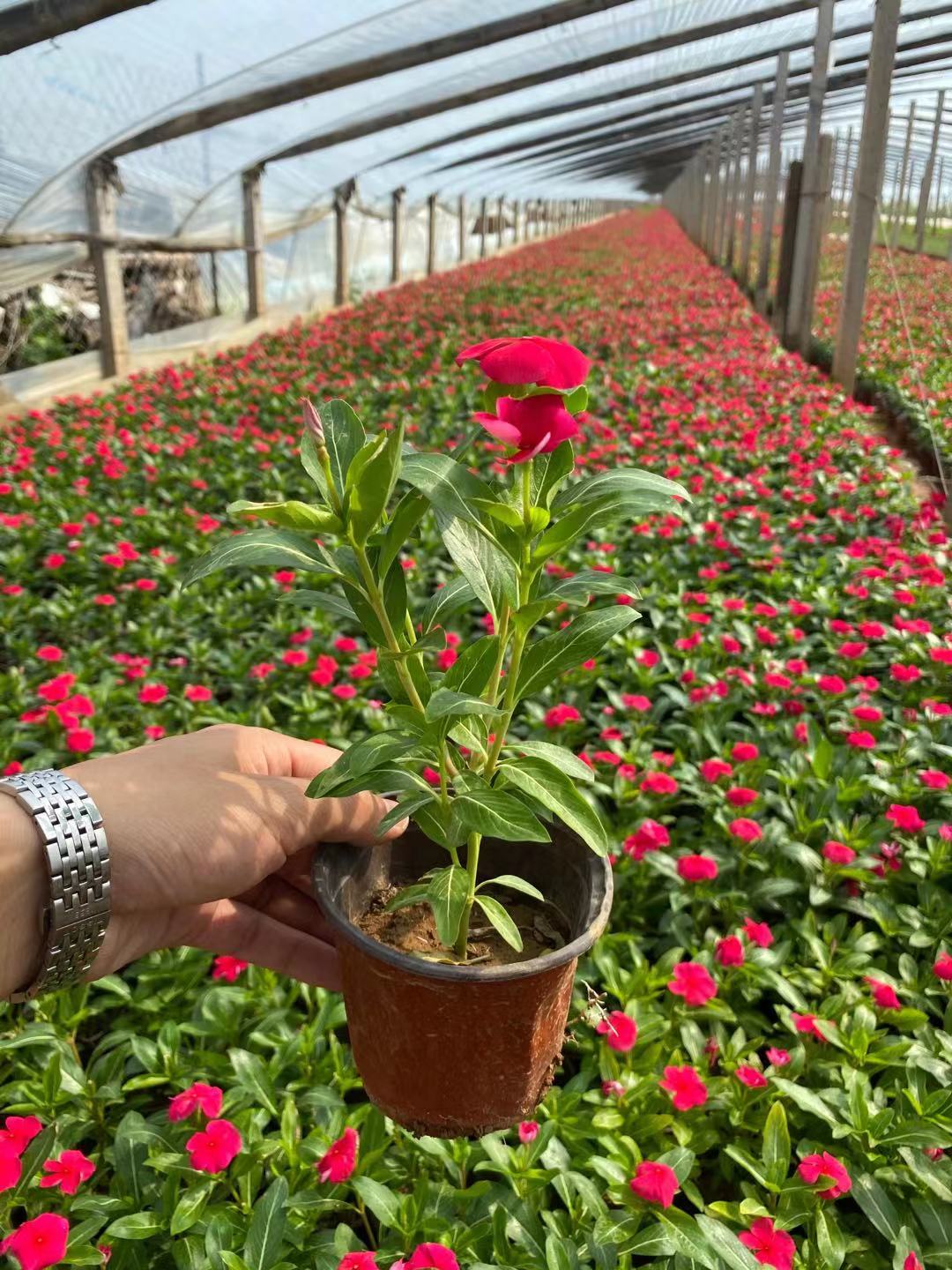 天天开   长春花价格