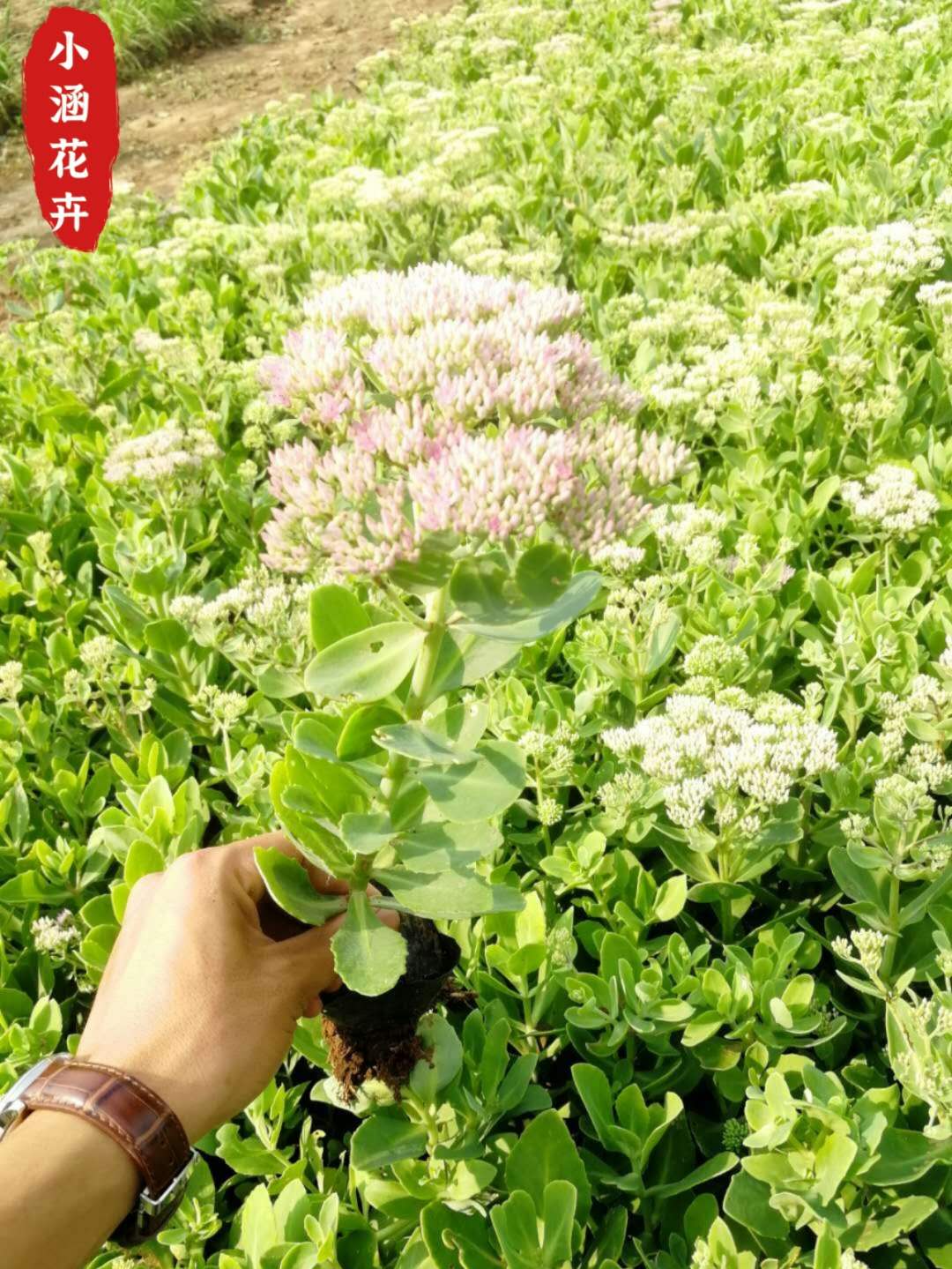 八宝景天出售 八宝景天 量大价优