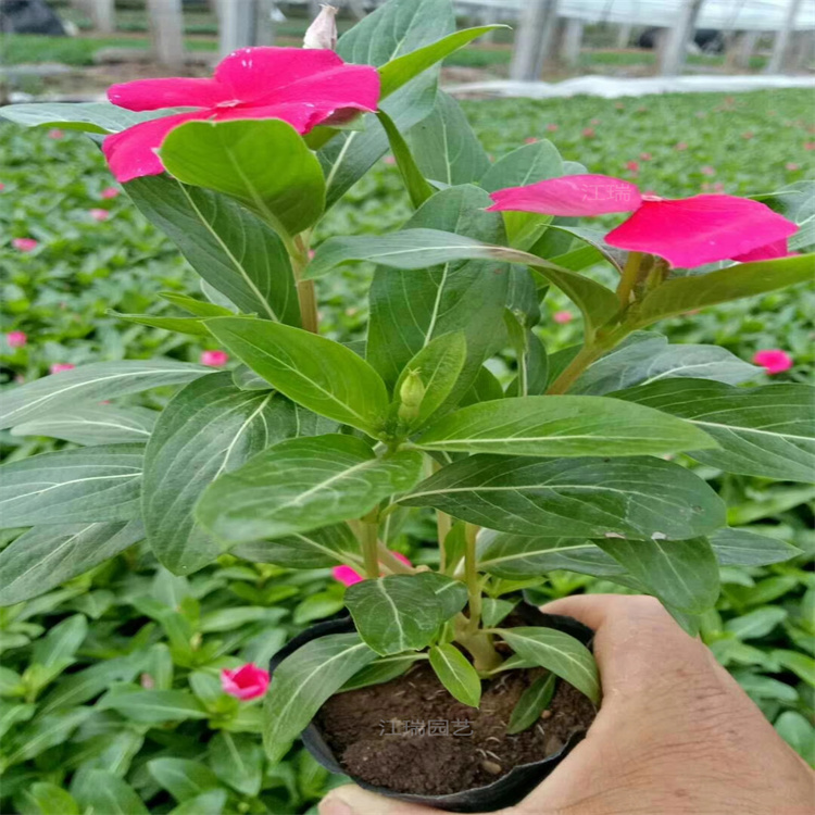节假日广场组摆花卉天天开 组摆配色花卉天天开 天天开花色齐全 耐观赏