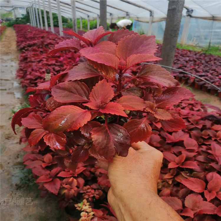 北京国庆节摆放花卉彩叶草 节假日组摆花卉彩叶草 耐观赏 易管理