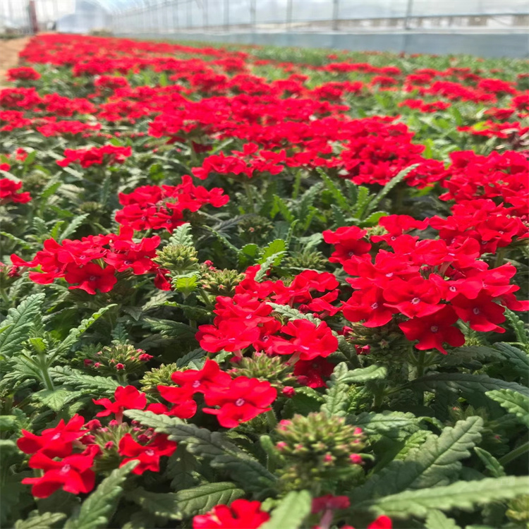 青州草花美女樱培育基地 美女樱花姿优美 观赏价值高 夏杰花卉