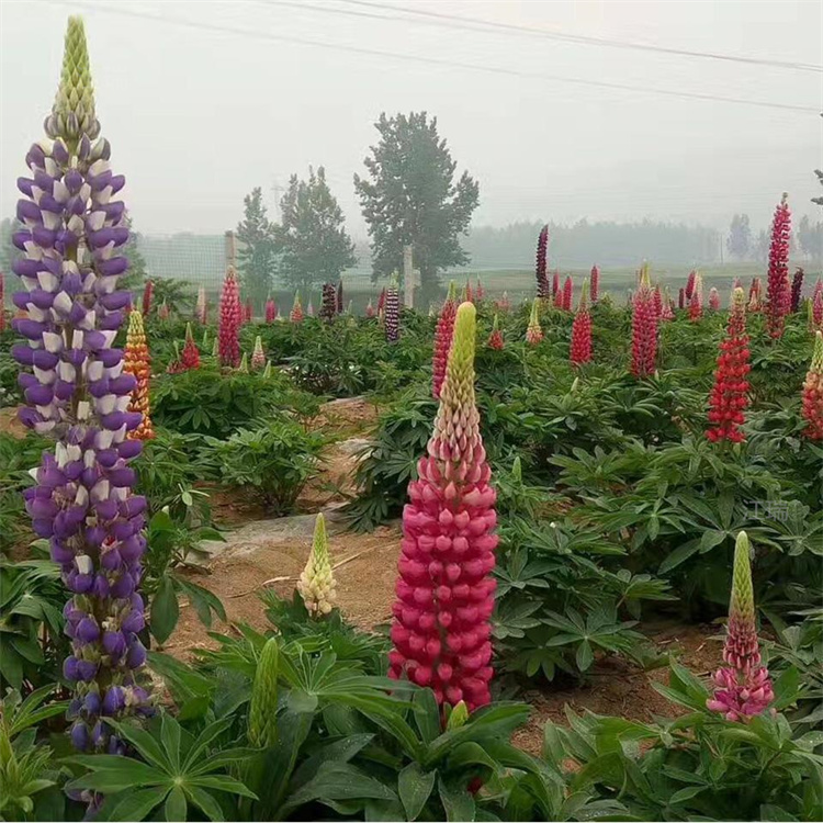 鲁冰花种子培育基地 羽扇豆护坡绿化 鲁冰花花海种植 移植易成活