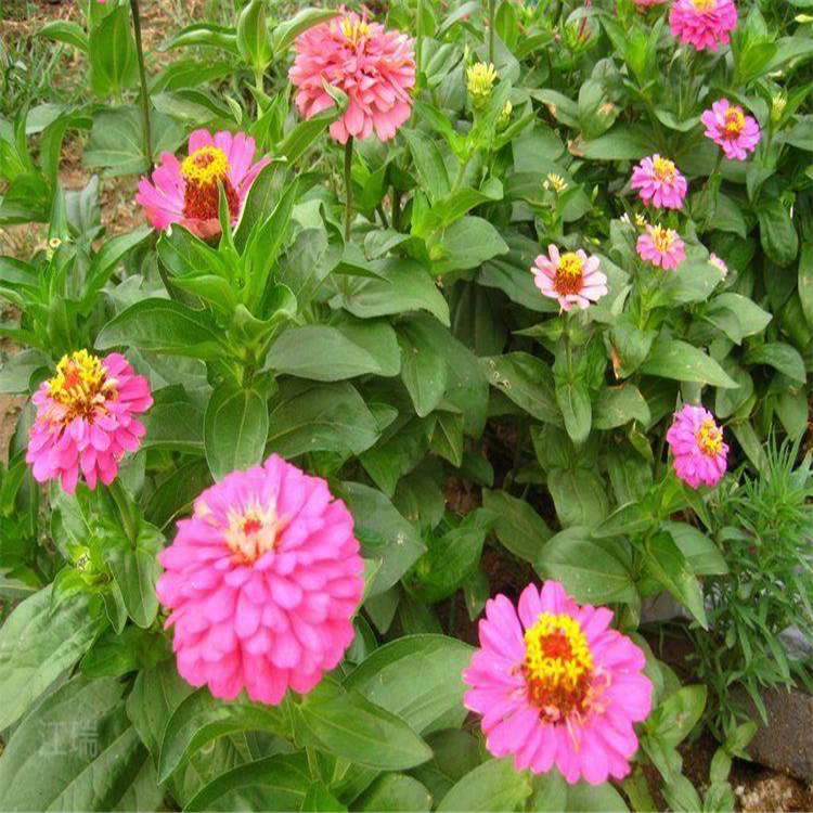 百日草种子培育基地 百日草大型供应商 百日菊花海种植花卉 江瑞