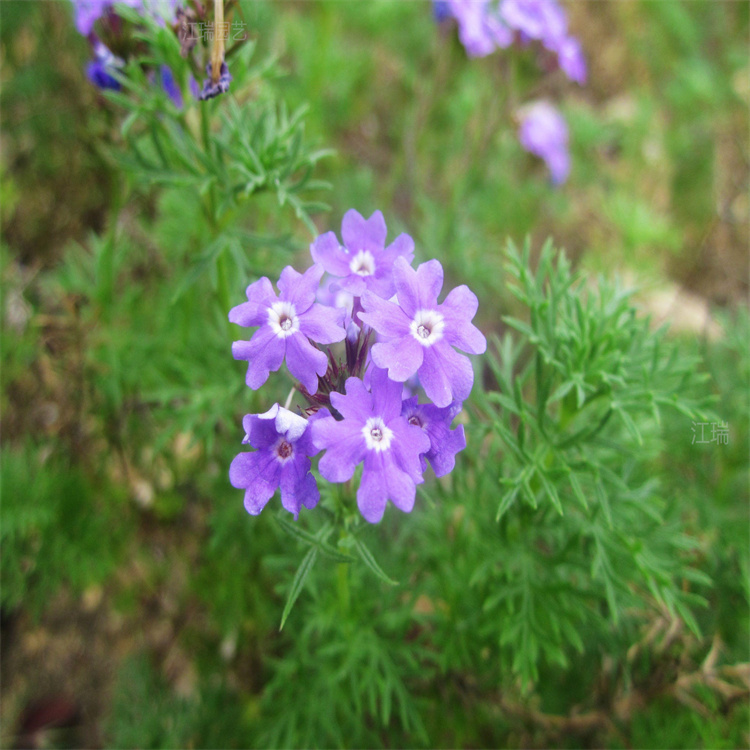 宿根美女樱公园绿化 草花美女樱道路绿化 美女樱江瑞园艺种植基地 欢迎选购