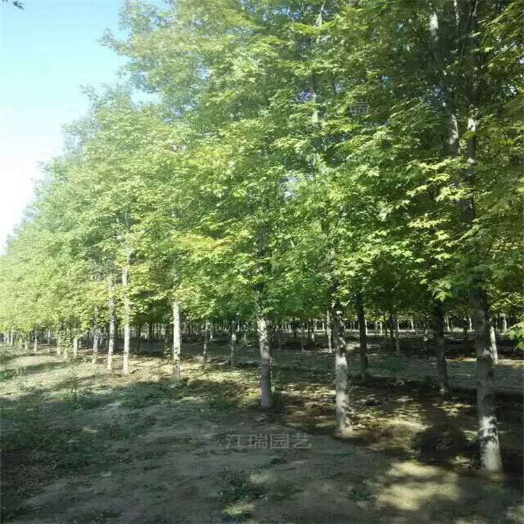 山东银叶槭种植基地 园林绿化行道树银叶槭 银叶槭树形优美 江瑞园艺