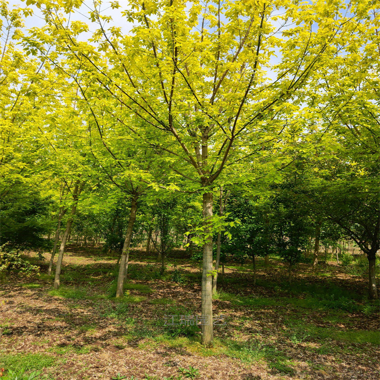金叶复叶槭小苗培育基地 金叶复叶槭树形好 金叶复叶槭落叶景观树 江瑞园艺批发