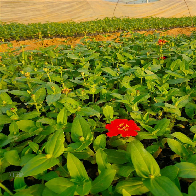 百日草公园绿化花卉 百日草低价直发 百日菊花色美丽 耐观赏 步步高花带绿化