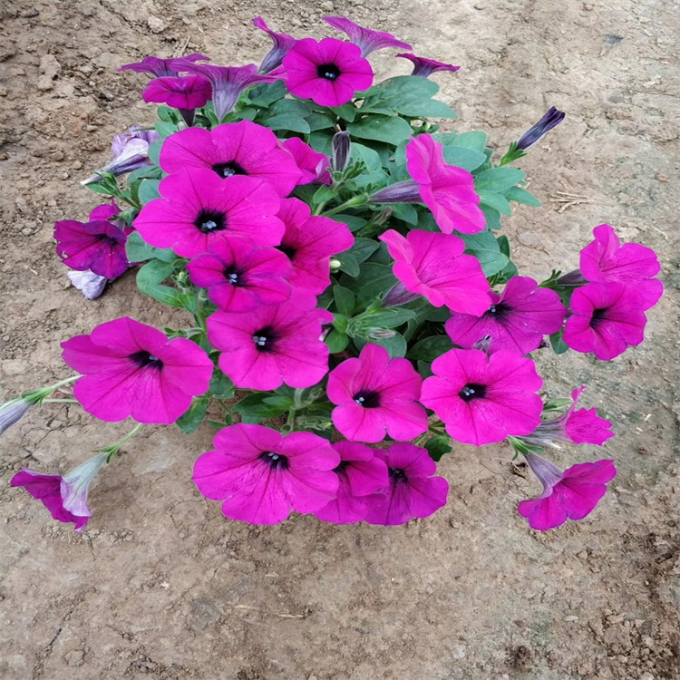 青州国庆节摆放花卉垂吊牵牛 节假日立体花柱种植花卉垂吊牵牛 江瑞园艺