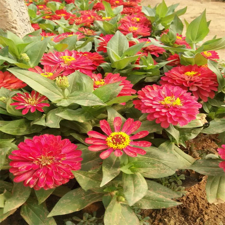青州百日草农户批发 步步高花姿优美 路旁种植百日菊 花期长 欢迎选购