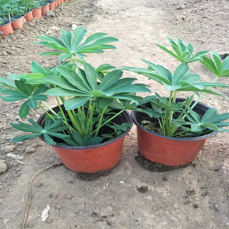 青州鲁冰花繁殖基地 鲁冰花大型公园绿化花卉 羽扇豆花色齐全 耐观赏 夏杰花卉