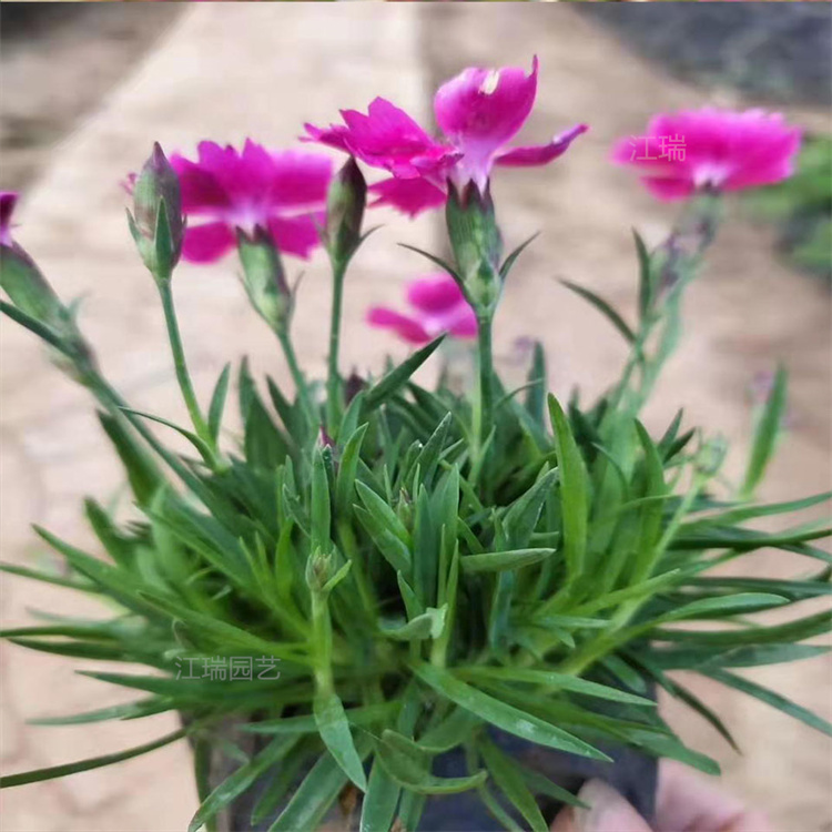 欧石竹粉贝盆栽花卉 欧石竹开花机器 全年开花 夏杰花卉直批