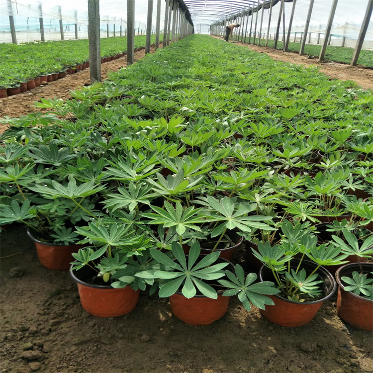 鲁冰花种子繁殖基地 鲁冰花花境点缀花卉 羽扇豆农户批发 夏杰花卉