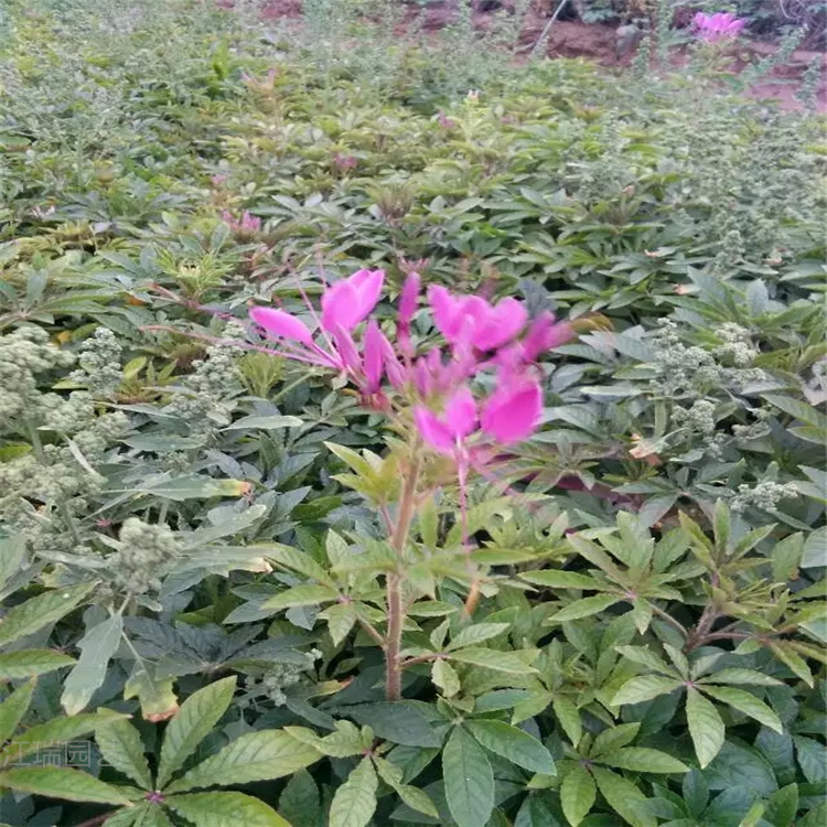 醉蝶花适合成片种植 醉蝶花花境观赏花卉 醉蝶花路旁绿化花卉 欢迎致电咨询