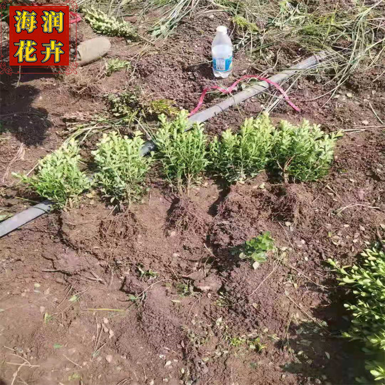 基地直销瓜子黄杨 工程用瓜子黄杨苗 成活率高 海润花卉