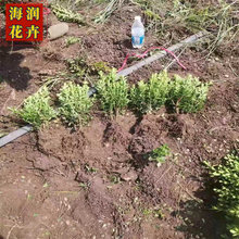 基地直销瓜子黄杨 工程用瓜子黄杨苗 成活率高 海润花卉