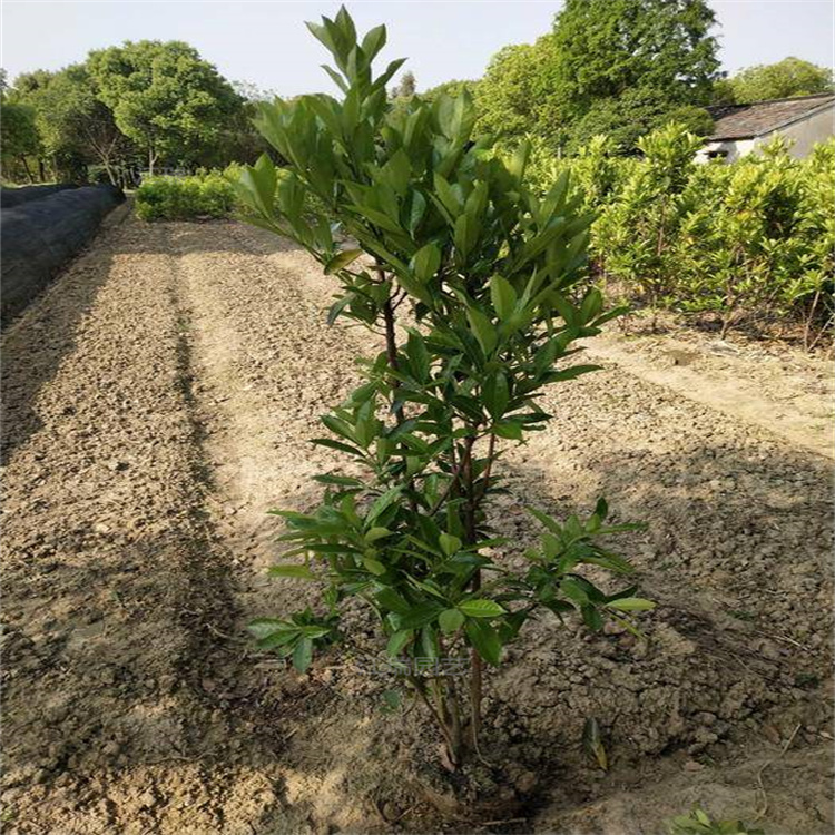 法国冬青成片种植苗木 法国冬青农户价格 珊瑚树沿路栽植 江瑞