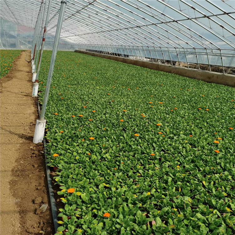 青州金盏菊繁殖基地 金盏菊常年出售 金盏菊花境观赏花卉 江瑞园艺