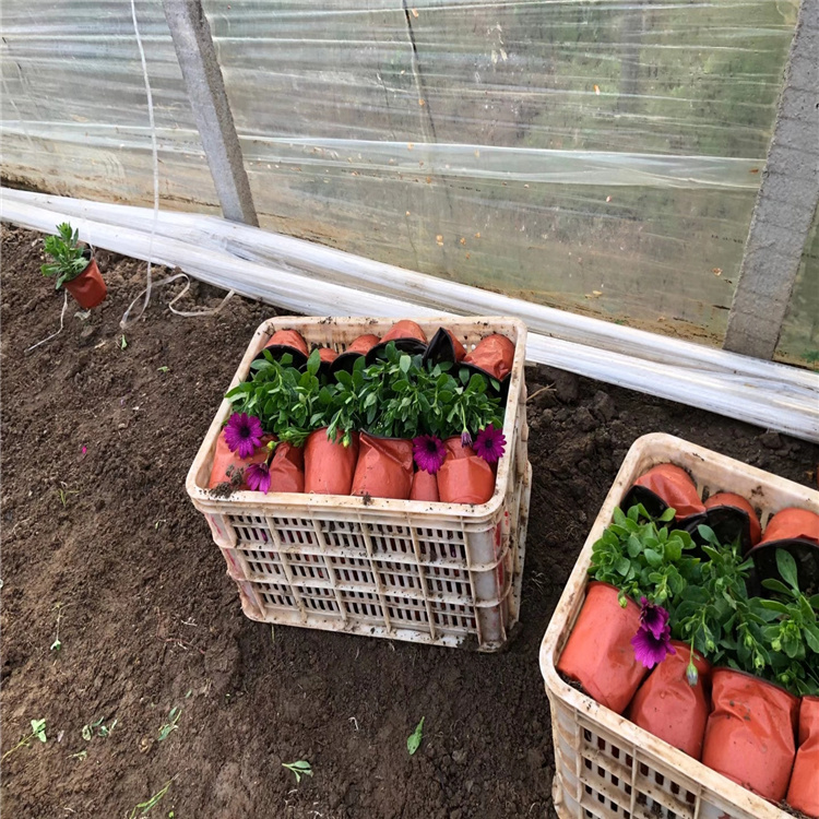 青州南非万寿菊种植基地 南非万寿菊花境观赏花卉 江瑞园艺