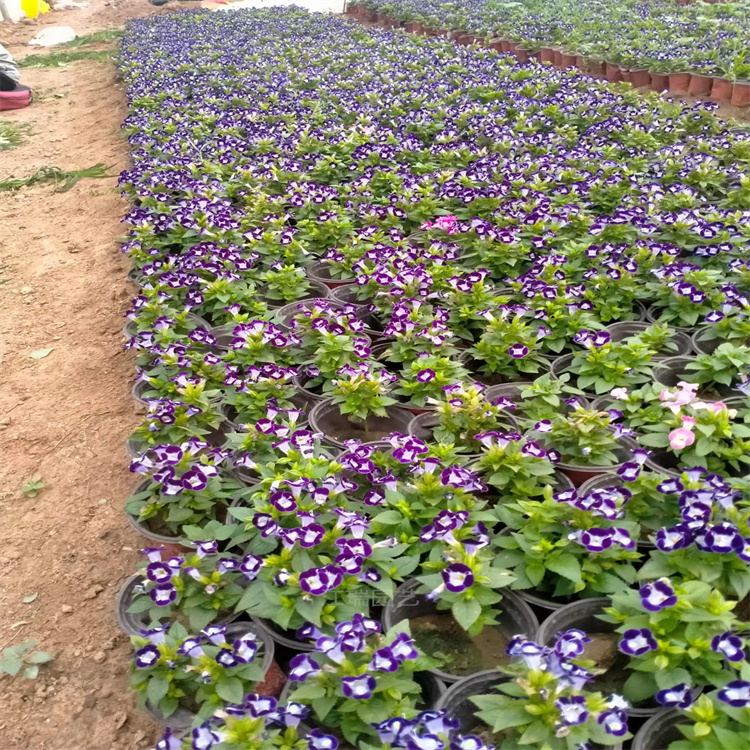 山东青州夏堇繁殖基地 夏瑾盆栽花卉 夏堇花色齐全 品质保证 江瑞园艺