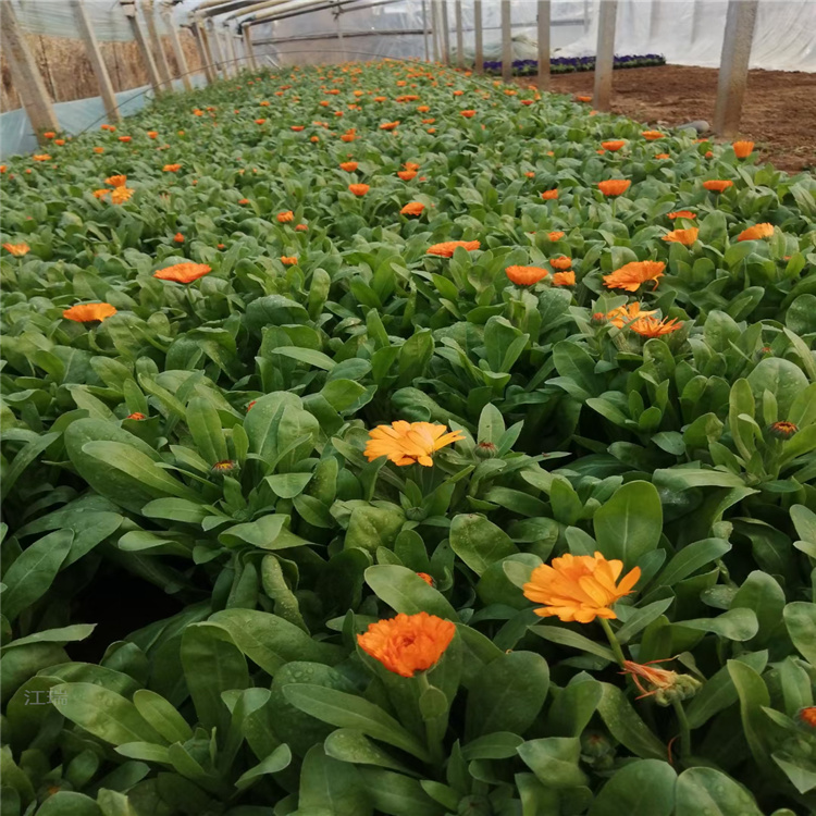 金盏菊农户价格 金盏菊花期长 金盏菊园林景观绿化花卉 江瑞园艺
