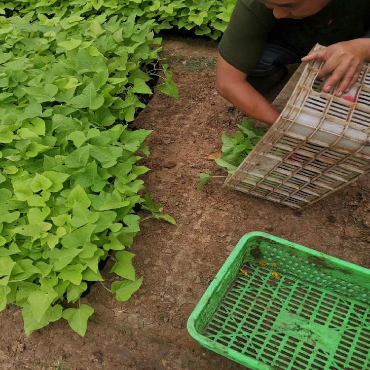 山东青州金叶薯繁殖基地 黄金薯装车报价 江瑞金叶薯生产厂家 易成活