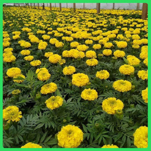 青州花卉双色盆优质孔雀草 花期长青州花卉 孔雀草